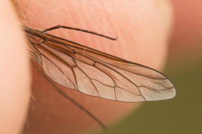  Bombylius Linnaeus, 1758