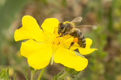 Abeille domestique, Abeille européenne, Abeille me Apis mellifera Linnaeus, 1758