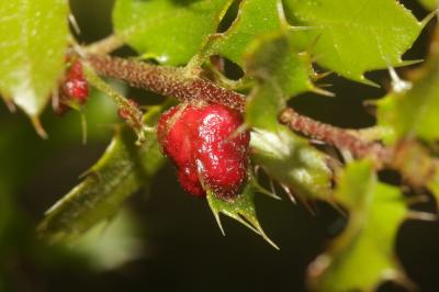  Plagiotrochus quercusilicis (Fabricius, 1798)