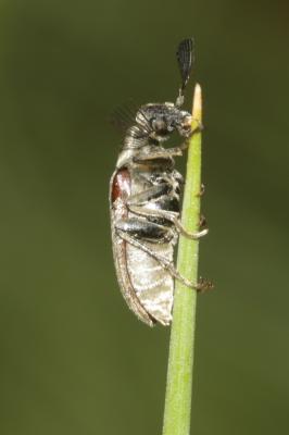 Ripiphore de Dufour Ptilophorus dufourii (Latreille, 1817)