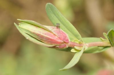  Zeuxidiplosis giardi (Kieffer, 1896)