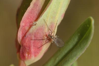  Zeuxidiplosis giardi (Kieffer, 1896)