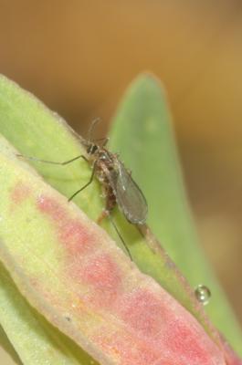  Zeuxidiplosis giardi (Kieffer, 1896)