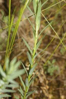 Lin raide, Lin droit Linum strictum L., 1753