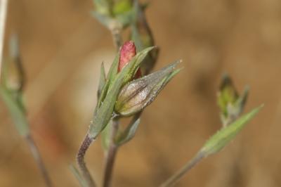 Lin souffré Linum suffruticosum L., 1753