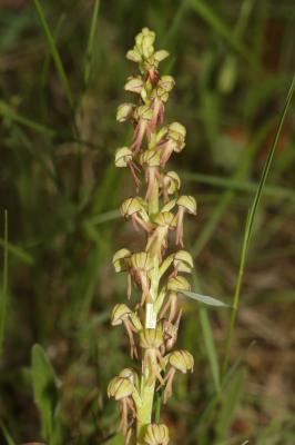 Orchis homme pendu, Acéras homme pendu, Porte-Homm Orchis anthropophora (L.) All., 1785