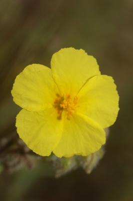 Hélianthème hérissé Helianthemum hirtum (L.) Mill., 1768