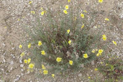 Hélianthème hérissé Helianthemum hirtum (L.) Mill., 1768