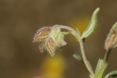 Hélianthème hérissé Helianthemum hirtum (L.) Mill., 1768
