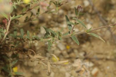 Hélianthème hérissé Helianthemum hirtum (L.) Mill., 1768