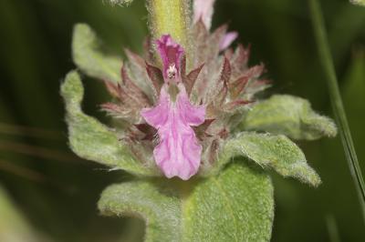 Épiaire à feuilles de Sauge Stachys germanica subsp. salviifolia (Ten.) Gams, 1927