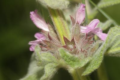Épiaire à feuilles de Sauge Stachys germanica subsp. salviifolia (Ten.) Gams, 1927