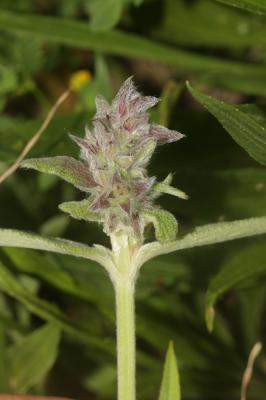 Épiaire à feuilles de Sauge Stachys germanica subsp. salviifolia (Ten.) Gams, 1927