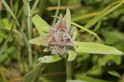 Épiaire à feuilles de Sauge Stachys germanica subsp. salviifolia (Ten.) Gams, 1927
