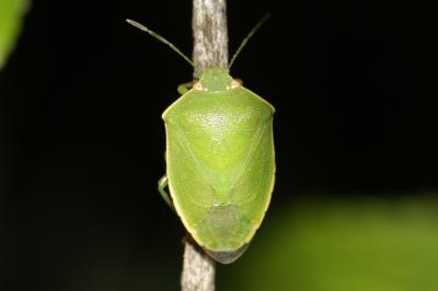  Acrosternum millierei (Mulsant & Rey, 1866)