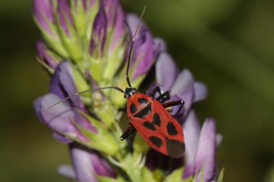 Miride variable, Punaise décorée Calocoris nemoralis (Fabricius, 1787)