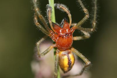  Cheiracanthium C. L. Koch, 1839
