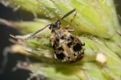  Bruchidius bimaculatus (Olivier, 1795)