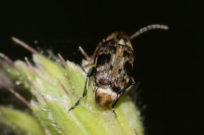  Bruchidius bimaculatus (Olivier, 1795)