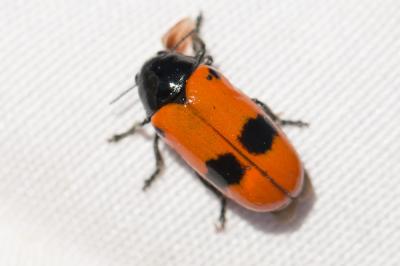  Clytra laeviuscula Ratzeburg, 1837