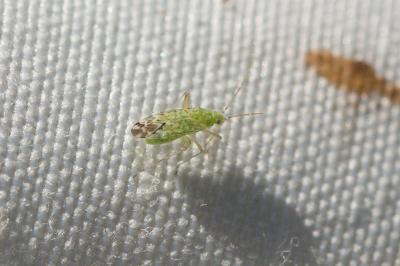  Macrotylus atricapillus (Scott, 1872)