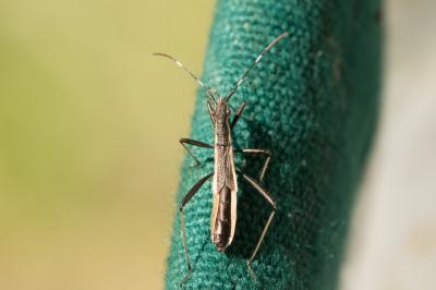  Micrelytra fossularum (Rossi, 1790)