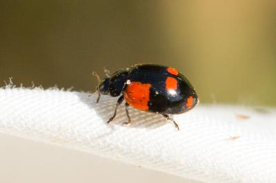 Coccinelle à deux points Adalia bipunctata (Linnaeus, 1758)