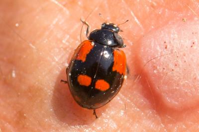 Coccinelle à deux points Adalia bipunctata (Linnaeus, 1758)