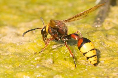  Delta unguiculatum (Villers, 1789)