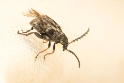  Bruchidius bimaculatus (Olivier, 1795)