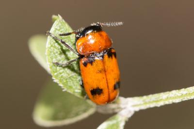  Coptocephala Chevrolat, 1836