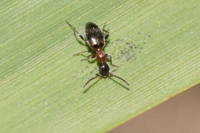  Anthelephila pedestris (Rossi, 1790)