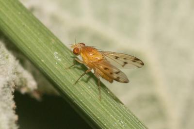  Homoneura van der Wulp, 1891