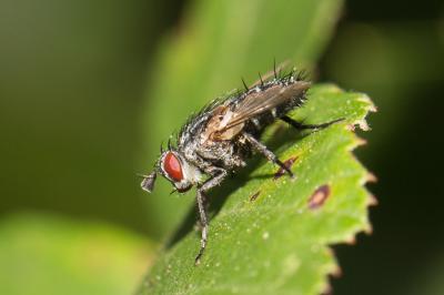  Linnaemya 