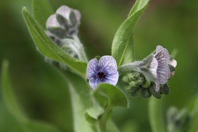 Cynoglosse de Crête, Cynoglosse peint Cynoglossum creticum Mill., 1768