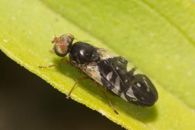  Aciura coryli (Rossi, 1794)