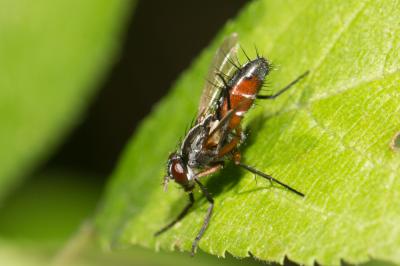  Mintho rufiventris (Fallén, 1817)