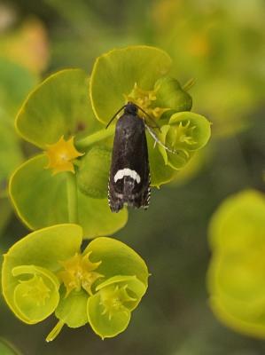  Grapholita orobana (Treitschke, 1830)