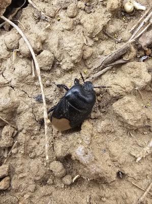  Cydnus aterrimus (Forster, 1771)