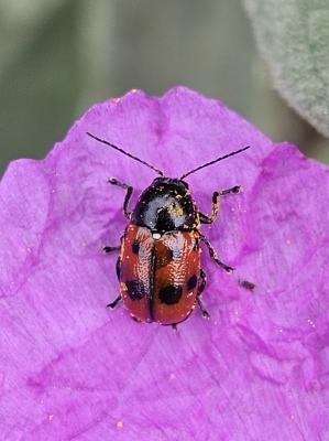  Cryptocephalus primarius Harold, 1872
