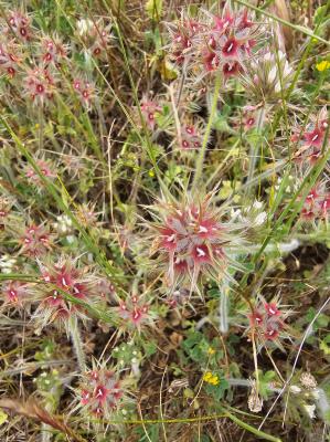 Trèfle étoilé Trifolium stellatum L., 1753