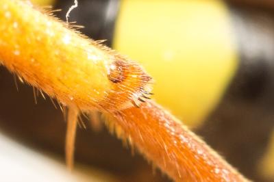  Nomada fulvicornis Fabricius, 1793