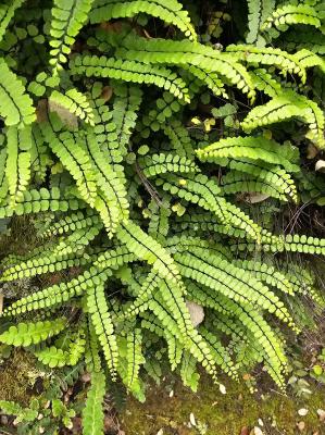 Capillaire des murailles, Fausse capillaire, Capil Asplenium trichomanes L., 1753