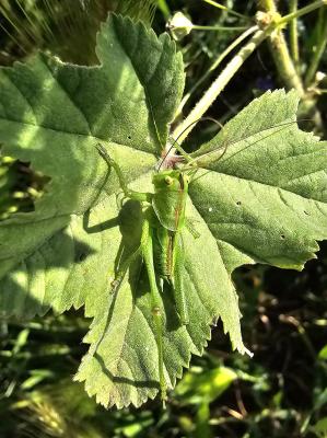 Grande Sauterelle verte, Sauterelle verte (des pré Tettigonia viridissima (Linnaeus, 1758)