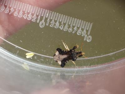  Phymata monstrosa (Fabricius, 1794)