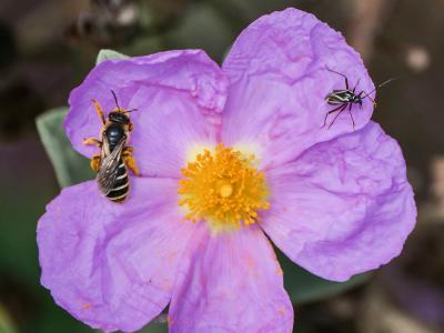  Hadrodemus m-flavum (Goeze, 1778)