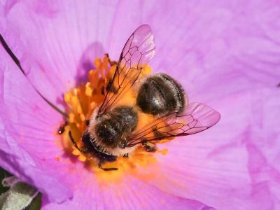  Andrena nigroaenea (Kirby, 1802)