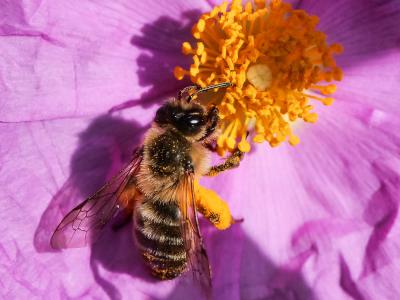  Andrena nigroaenea (Kirby, 1802)