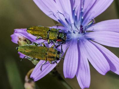 Bupreste hongrois Anthaxia hungarica (Scopoli, 1772)