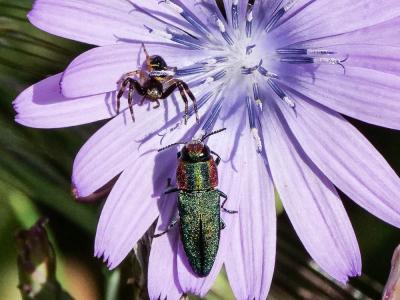 Bupreste hongrois Anthaxia hungarica (Scopoli, 1772)